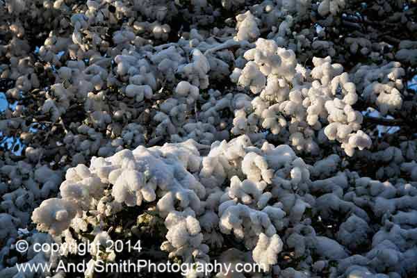 Cottonball Snow